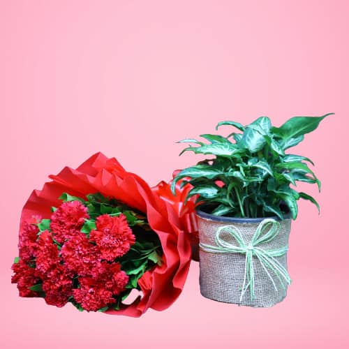 Red Carnation Bunch With Syngnium Plant