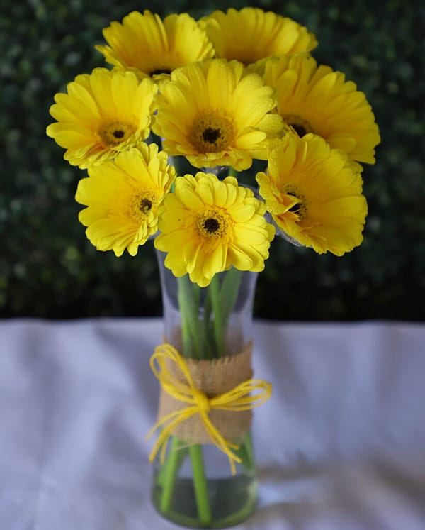 Yellow Gerbera